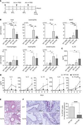 Mucosal-associated invariant T cells repress group 2 innate lymphoid cells in Alternaria alternata-induced model of allergic airway inflammation